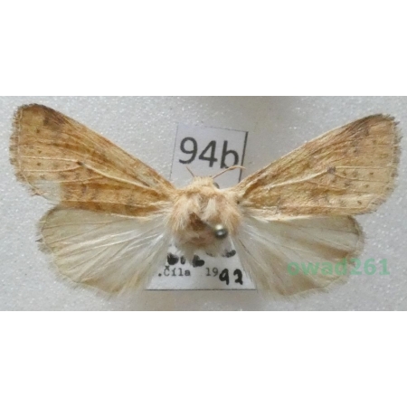 Xanthia gilvago (Denis & Schiffermüller, 1775) Czech94b
